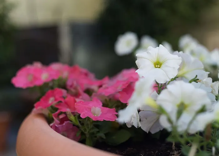 מלון Florescente 3*