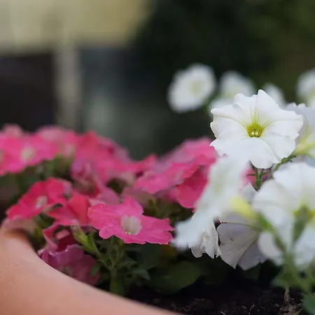Πανσιόν Florescente 3*